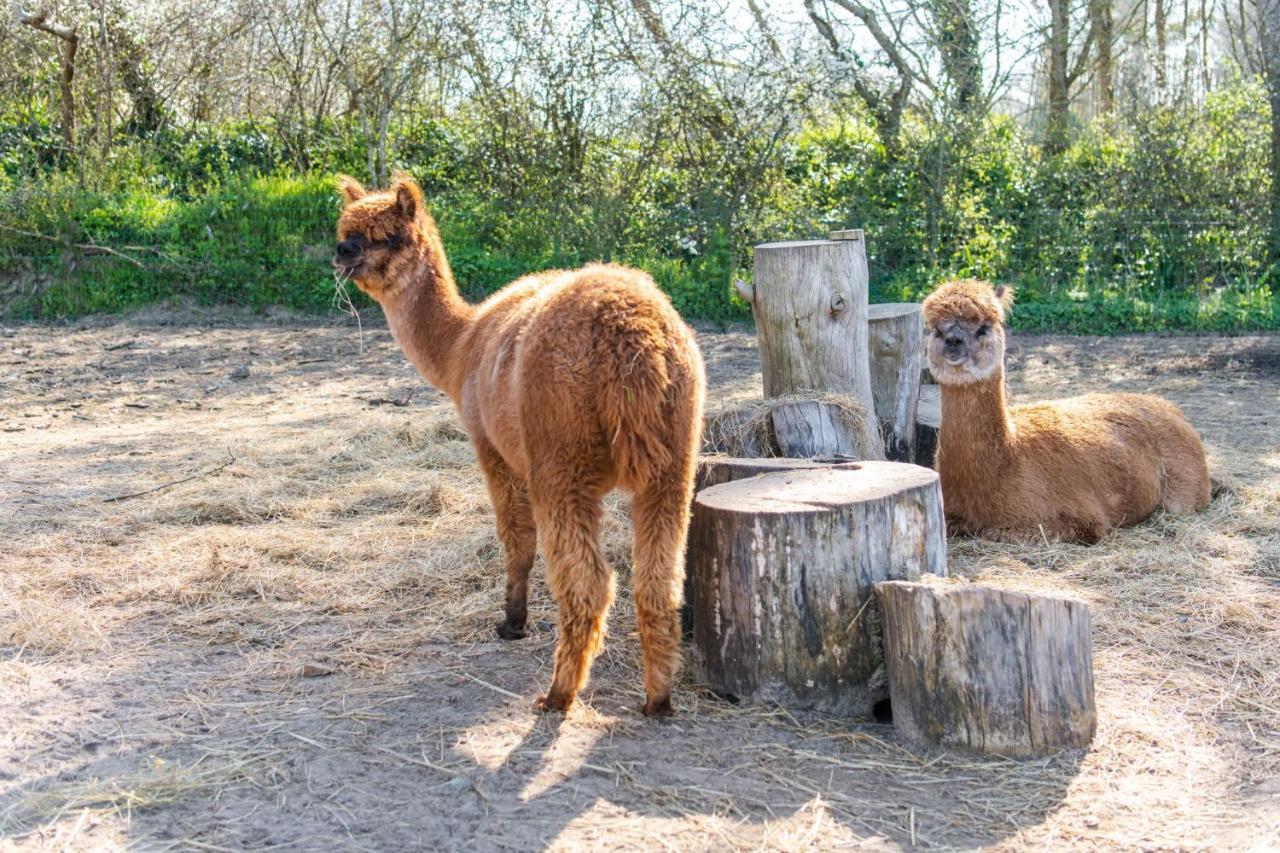 Camping Les Carolins Saint-Lô-d’Ourville Kültér fotó